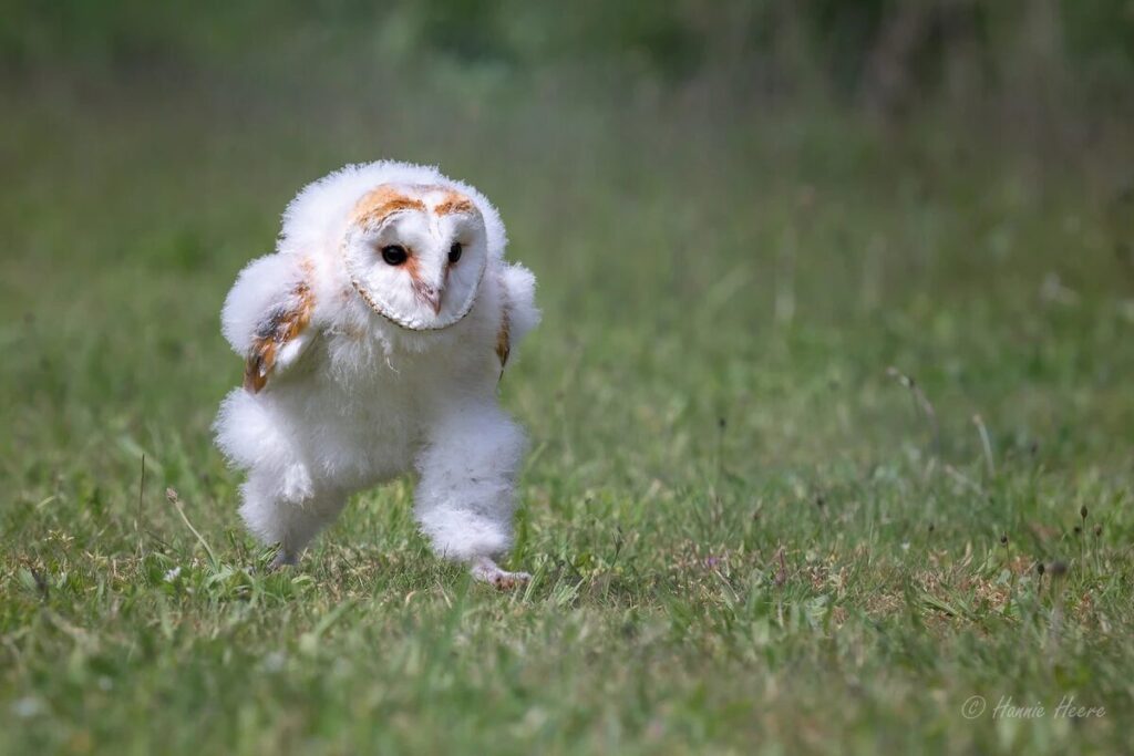 走るように歩くメンフクロウの写真